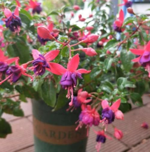 四种植物度夏难,春夏防护做得好,这个夏天轻松过