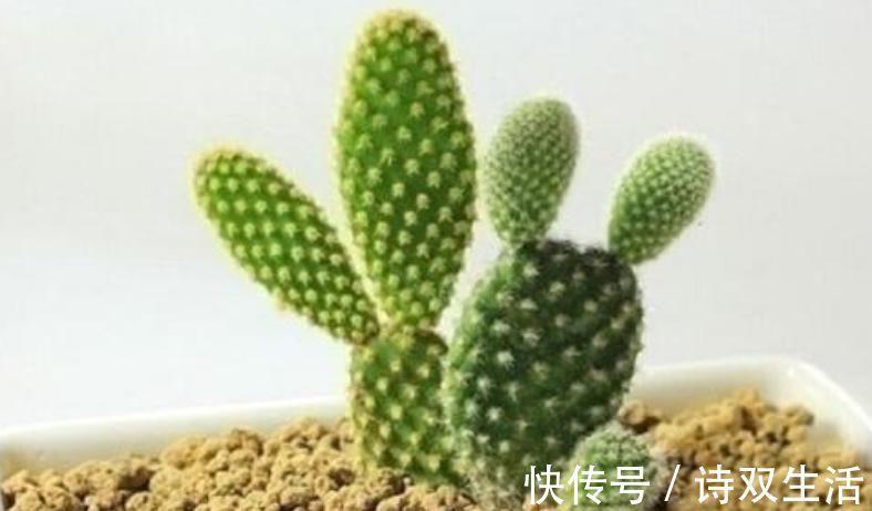 养护|适合卧室养的6种花，好看又实用，养起来也很简单