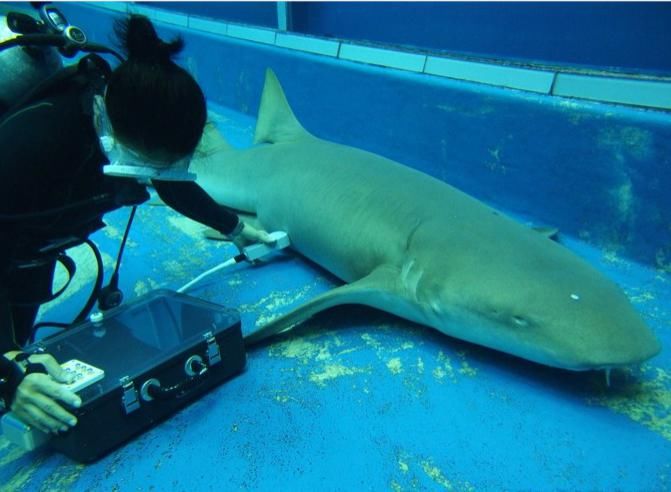 吃掉|腹中的竞技场，沙虎鲸出生前的第一步，是吃掉自己的兄弟姐妹