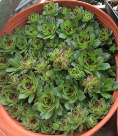 这“4种”多肉,好养又好看,度夏无压力,越养越胖越漂亮