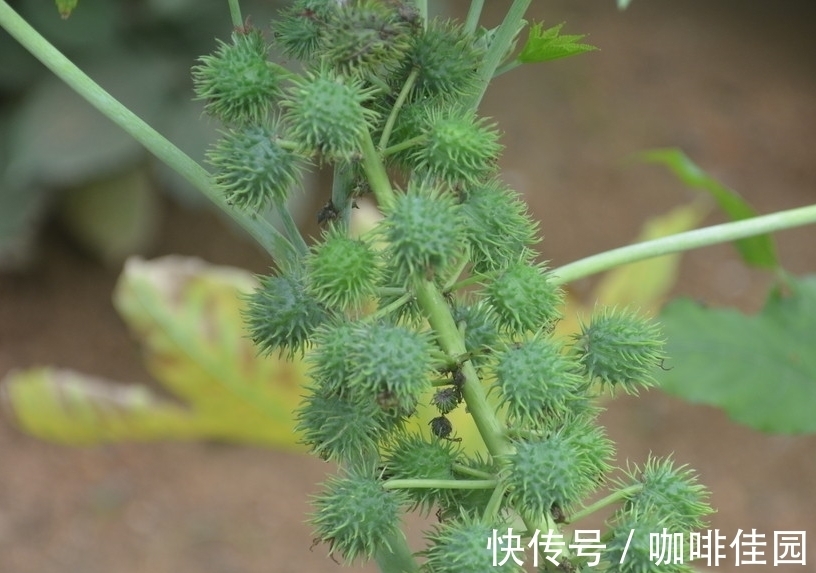 植物|最毒的植物，看到请远离！