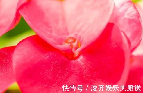 懒人花|这3种“懒人花”,好看又耐旱,越旱越开花,水多很容易死