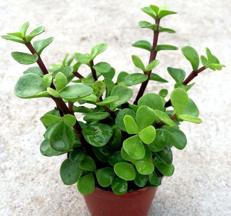 扦插一根枝,修修剪剪,一年长成“悬崖桩”,价值翻几倍