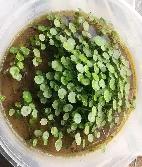 花友们|铜钱草叶子发黄稀疏,1个小技巧,叶子巴掌大,花盆装不下!