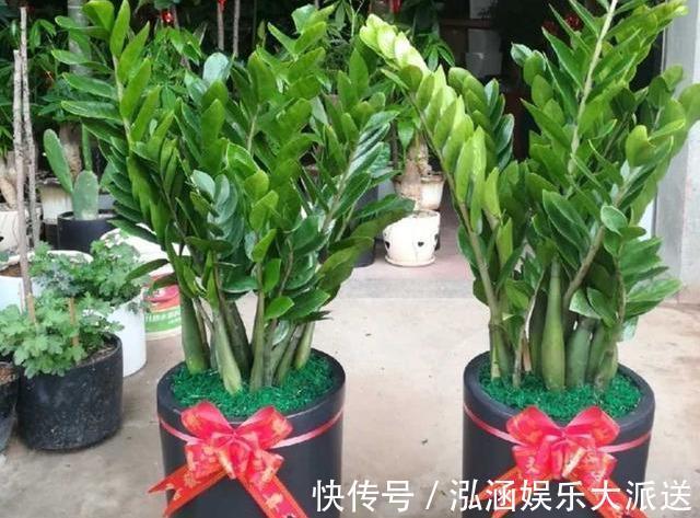 土豆根|养好金钱树，浇水“三年功”，伺候好土豆根，长满一盆“金钱叶”