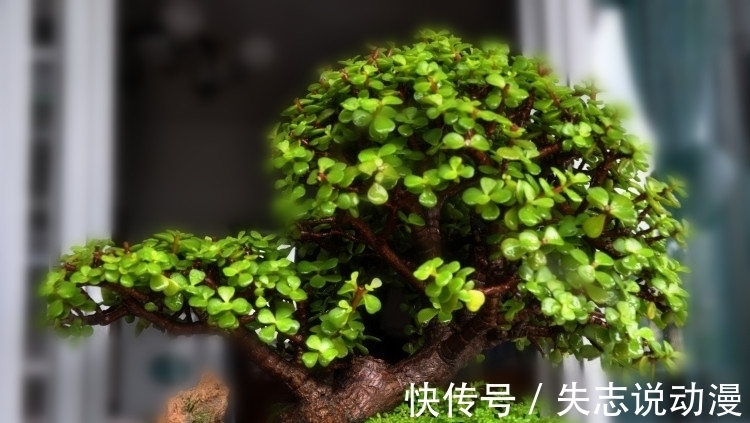 金枝玉叶进入冬季,有三怕,你注意了吗?