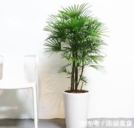 阳台上|冬天关窗空气密闭，养这5种花，室内不通风也能长得很好