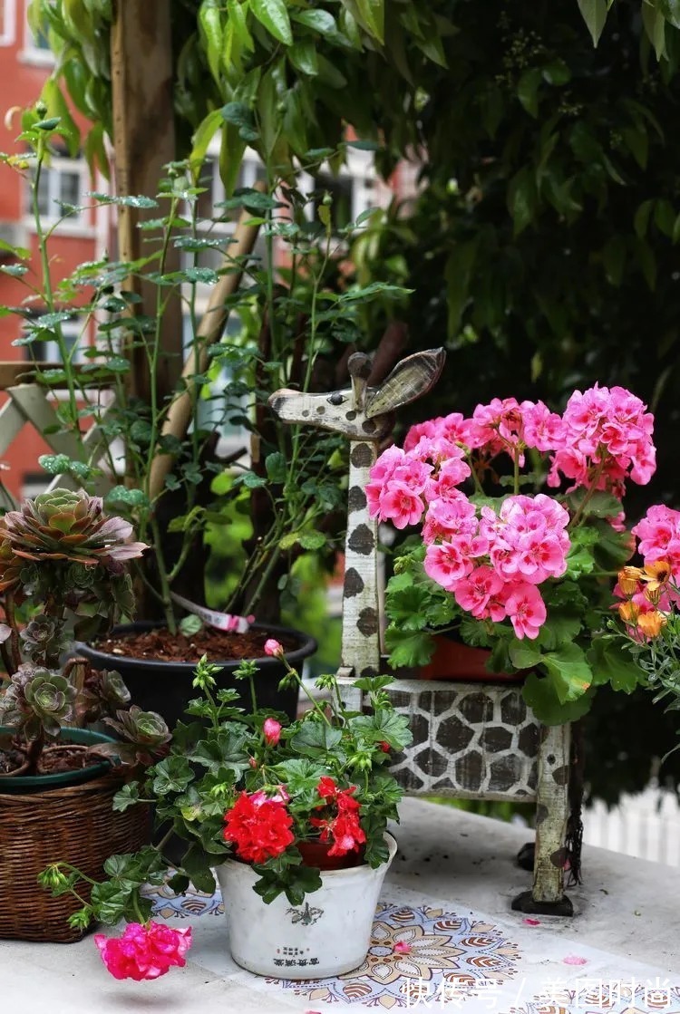 薇月|四年前,接手了朋友带120㎡院子的房子,打造成花园后朋友羡慕了