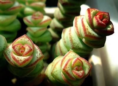 想让多肉钱串长爆盆，需要这些“技巧”辅助，你掌握了吗？