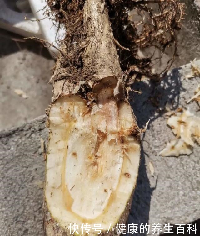 买的花总不活,秘密全在花盆里,搬起来看看才知道!