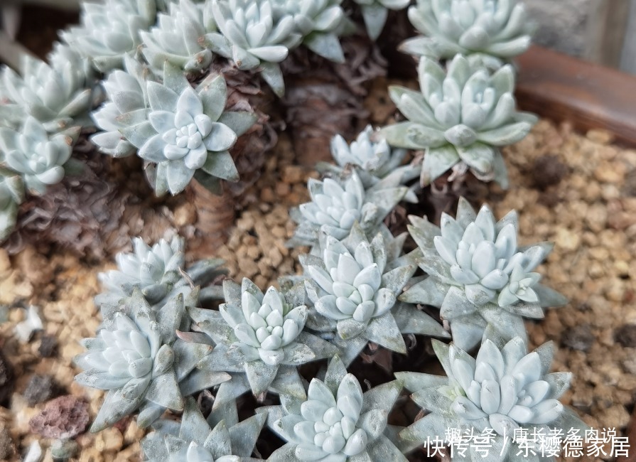 网购的群生多肉散开了怎么办?不用着急,我们可以这样来解决问题