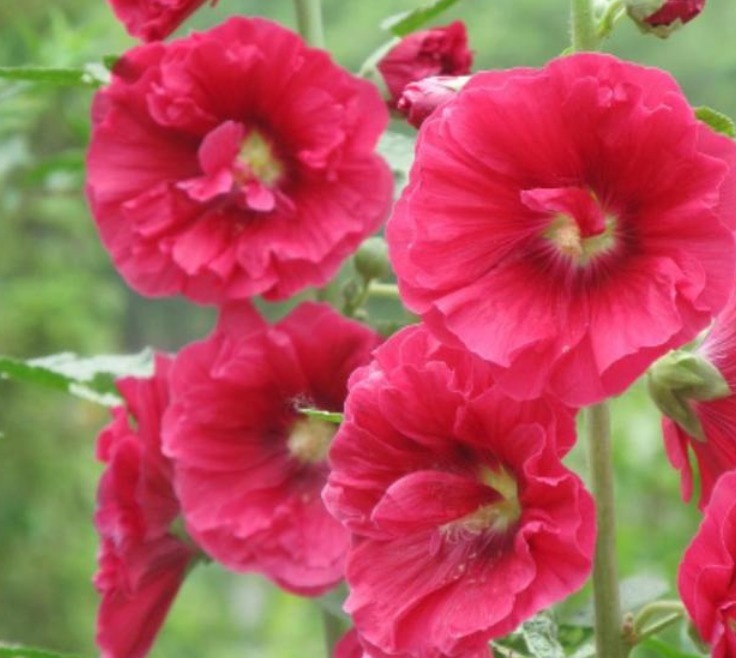 3种花高贵优雅，看了就让人沉醉，花色鲜艳，美丽动人