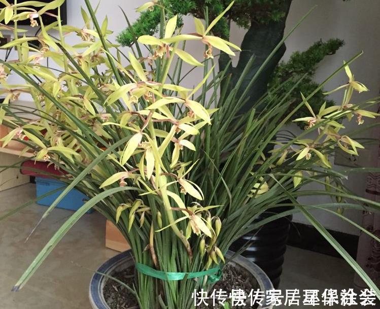花蕾|夏季入手兰花盆栽选春兰,这么干,7月高温天照样花开不停