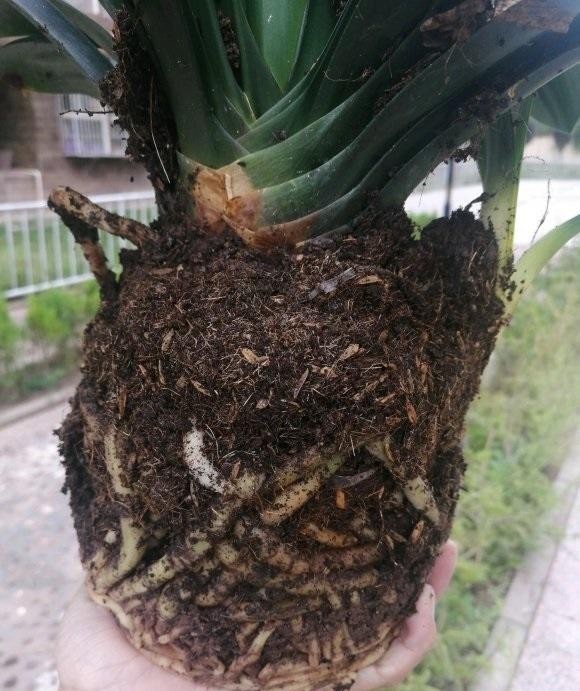 客厅|再有2个月就要过年了,买盆君子兰,摆在客厅,春节就能开花