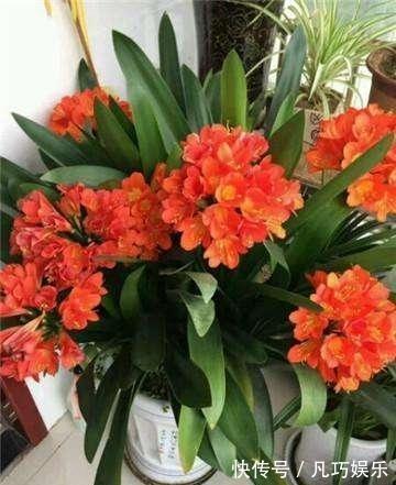 君子兰浇点“薄肥水”,疯长如白菜,冒出十个芽,变成“大群兰”