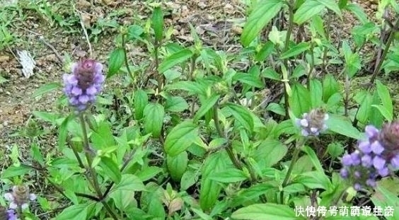  祛痰|地里有种叫“夏枯草”的植物，用来炖鸡很不错，拿来入药祛痰止咳