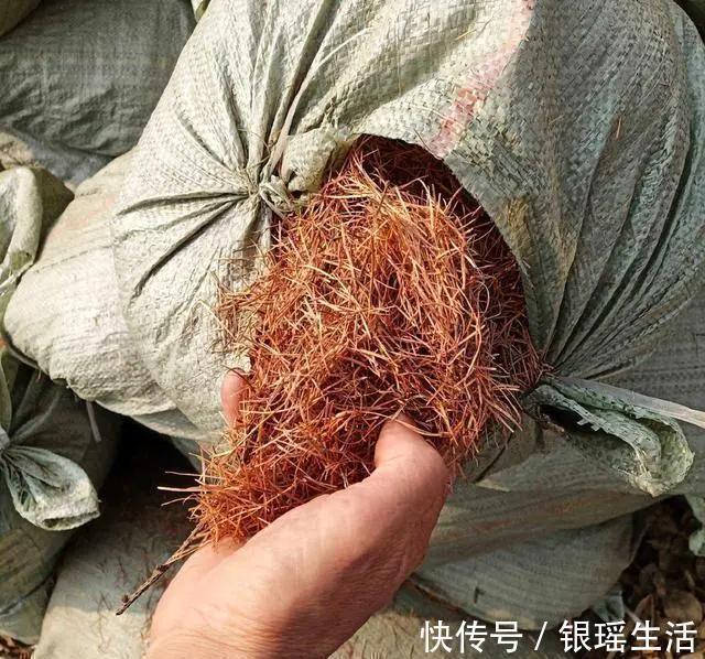 养花30年老花匠的5个“小秘方”赶紧学起来再也不怕养花出问题了