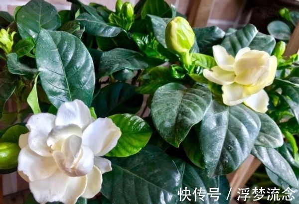 花肥|这2样厨余垃圾拿来养花,既能养叶又能强根催花