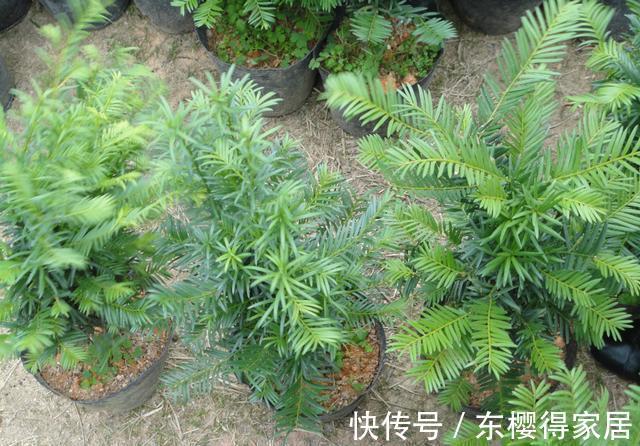 授粉|红豆杉只开花不结果,只要找准原因及时解决,满树结满红果果