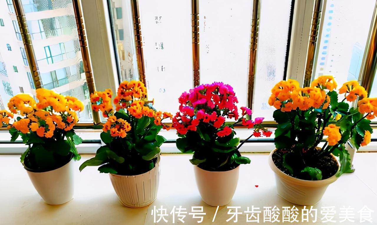 老桩|五种“大老桩”却要小盆养,用对盆,少管多晒更利于生长