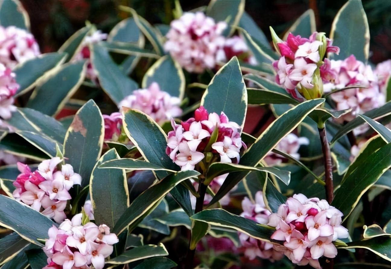 冬季养金边瑞香，做好2步很关键，过冬很顺利、花多香浓