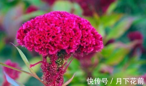 卡波姆|痔疮难缠？李时珍：农村一味野花，连喝3天肉球痔疮“连根拔除”