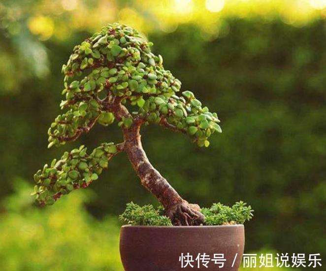 养护|新手养金枝玉叶,合理掌握养护技巧,快速打造成小老桩,价值翻倍