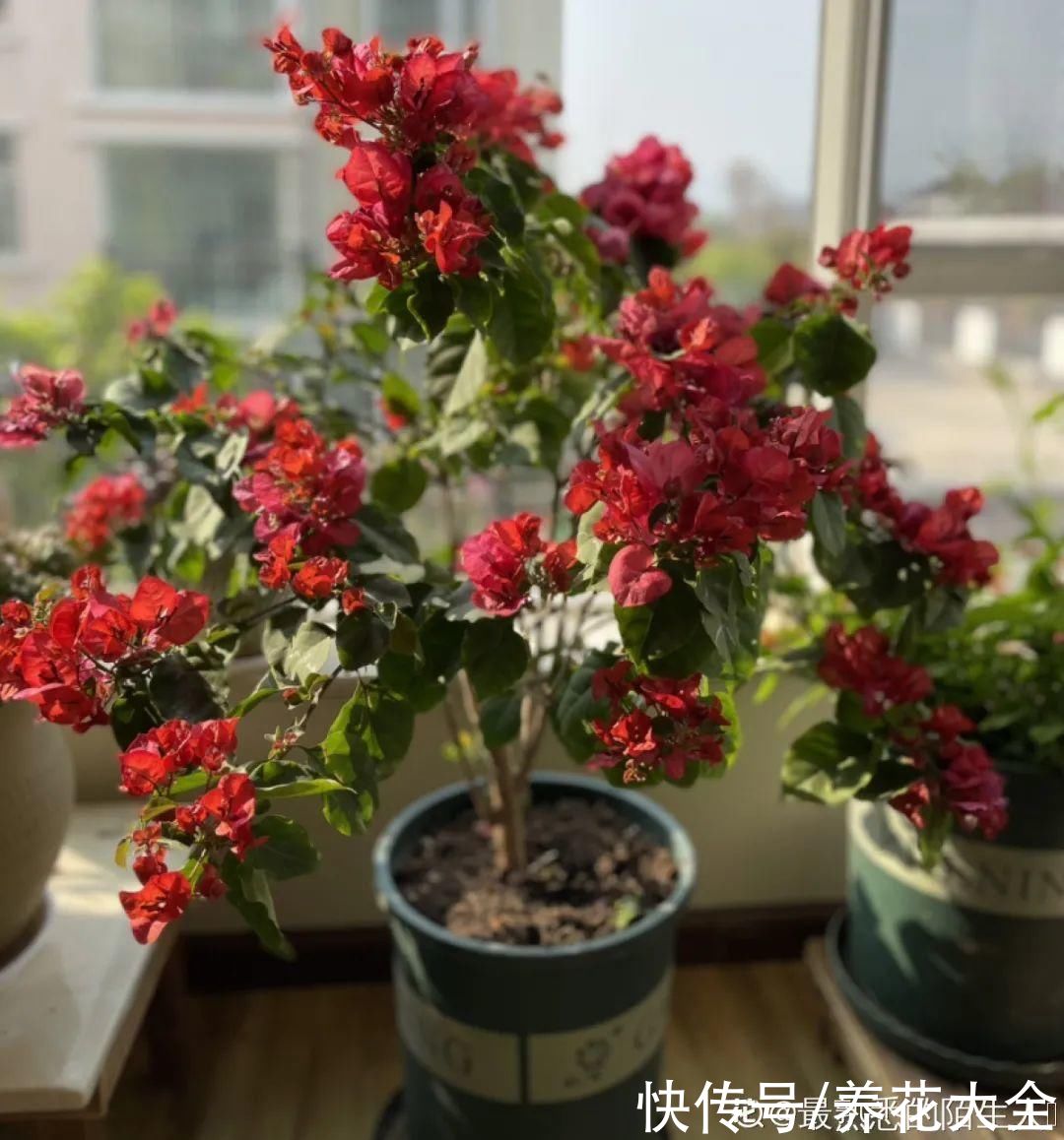 花苞|天热了，20种花最怕浇水，浇得越多，死得越快