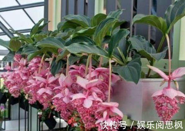 家里阳台必养此款花卉,花期长达200天,盆盆能开上百朵,太美了