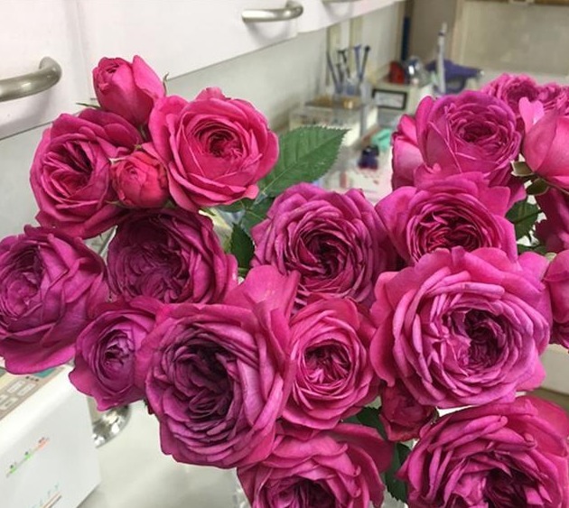 分枝|月季寿命有多少年养的时间越久长的越差，开花又少又小怎么办