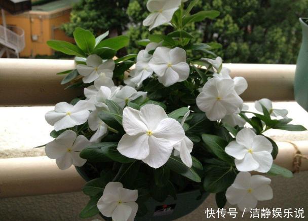 鸡蛋|鸡蛋全身是宝将它们分开用作养花,可让盆栽枝繁叶茂、多开花