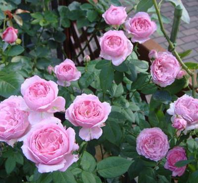 植株|4种微型月季,植株矮小花量大,专为阳台而生,值得拥有!