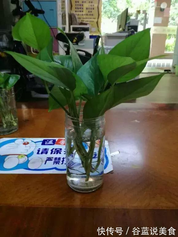 塑料瓶扔了太可惜！用来养绿萝，效率高，成活快，一养一大片！