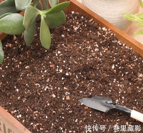 花肥|养花不会施肥,那你需要看看这个,为你的花选对肥