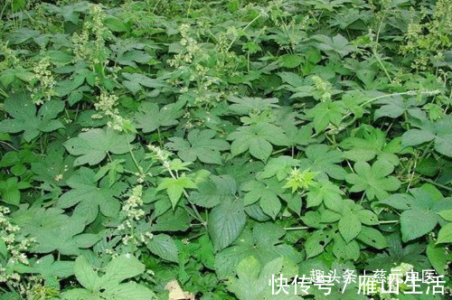 叶子|农村山里这野草,人称“五爪草”,是民间的一味草药