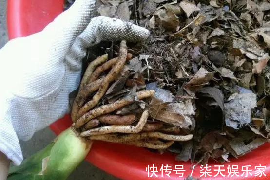 4种花爱“吃土”，1年不换盆，盆里全是根不见土，换盆才能长好