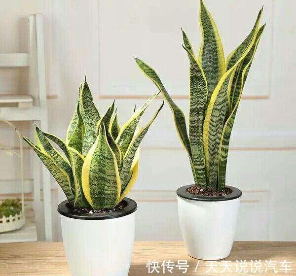 虎皮兰僵住了，不发新芽，应该如何救治