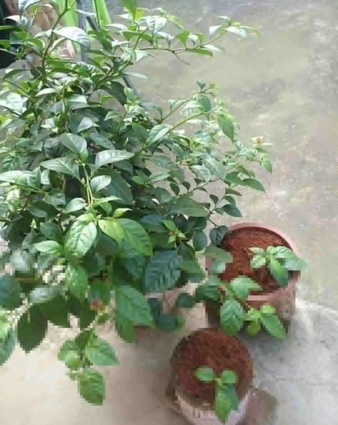 母株|养花技巧：给花切个小口子，埋土里100%生根，根本不用扦插！