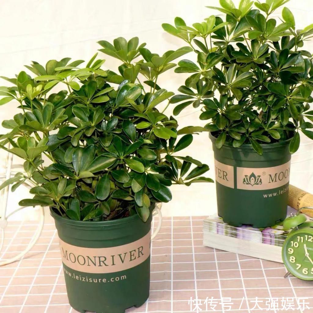 鸭掌木冬天有“五怕”,避开了才能枝繁叶茂,越养越旺