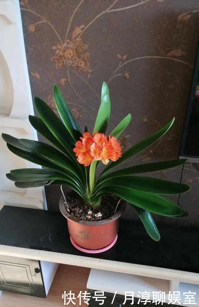 养护君子兰有小技巧,您得给它照一照,全年可开花,不踩雷