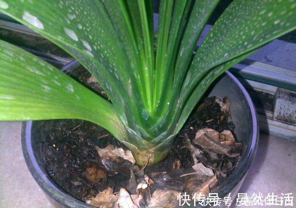 君子兰到了冬季,做到一点,叶子长得快,开花红艳艳