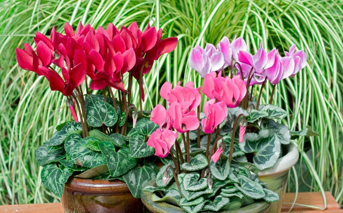 天气转暖,建议少买4种花,观花时间短不说,还难度夏