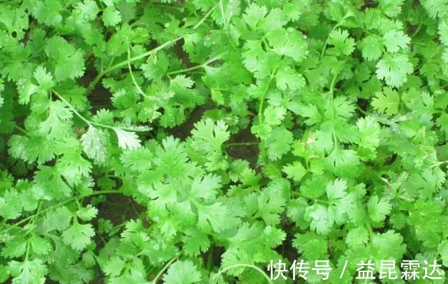 挥发油|你爱吃香菜吗?香菜的功效与作用你知道多少呢?快来看看吧!