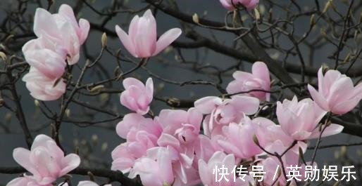 分泌物|鼻炎患者眼中最漂亮的小花，和鸡蛋一起吃，鼻炎不再来