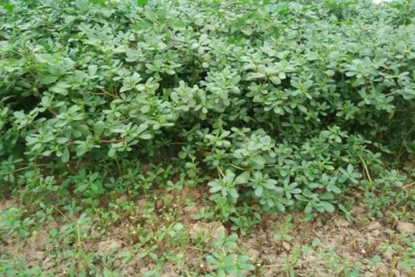 农村玉米地的杂草，包饺子最好吃，我哥种了15亩，卖了16万