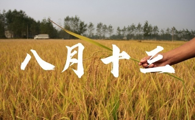 明天八月十三,俗语收不收,就看八月十三,