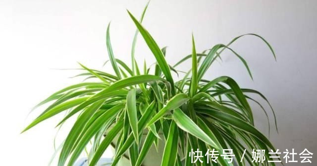 长寿花|君子兰肥到流油,长寿花开不断,原来他用了这个小方法!