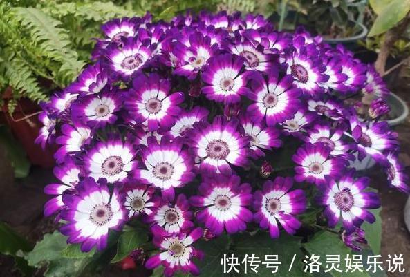 鸡蛋全身是宝将它们分开用作养花,可让盆栽枝繁叶茂、多开花