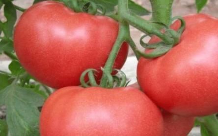 一天吃一個西紅柿,堅持一個月,三個好處就會不請自來!