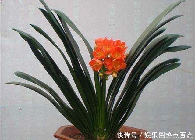 君子兰马上进入花芽分化期，做好4个细节，才能顺利开花！